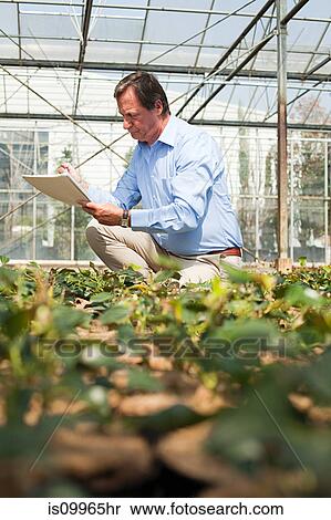 Man inspecting plants in nursery View Large Photo Image Stock Photography - Man inspecting plants in nursery. Fotosearch