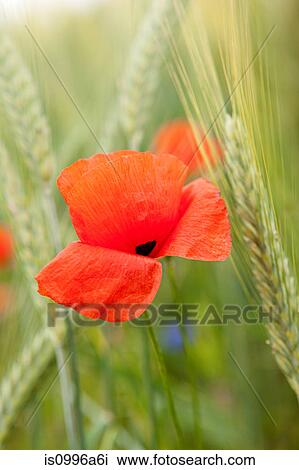 Red poppy, close up View Large Photo Image Stock Image - Red poppy, close up. Fotosearch