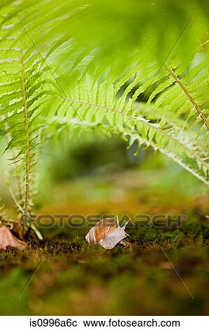 Snail in ferns View Large Photo Image Stock Image - Snail in ferns. Fotosearch