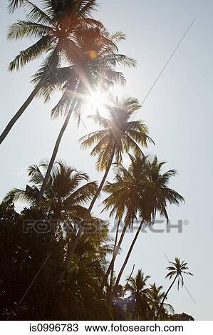 Sunlight through palm trees, Perhentian Kecil, Malaysia View Large Photo Image Stock Image - Sunlight through palm trees, Perhentian Kecil, Malaysia. Fotosearch