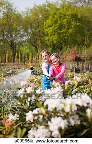 Woman and girl watering plants with hose View Large Photo Image Stock Image - Woman and girl watering plants with hose. Fotosearch