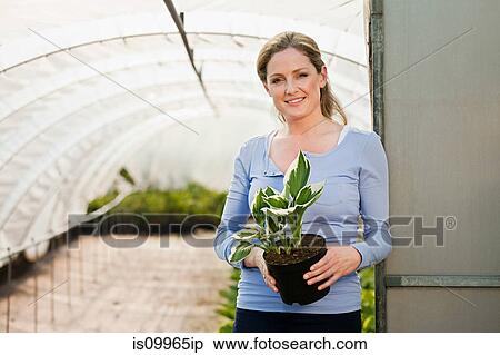 Woman holding pot plant in polytunnel, portrait View Large Photo Image Stock Photography - Woman holding pot plant in polytunnel, portrait. Fotosearch