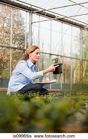 Woman inspecting plants in nursery View Large Photo Image Stock Photograph - Woman inspecting plants in nursery. Fotosearch