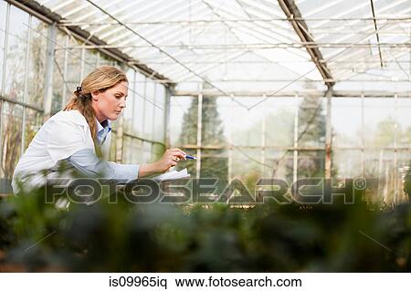 Woman inspecting plants in nursery View Large Photo Image Stock Photography - Woman inspecting plants in nursery. Fotosearch