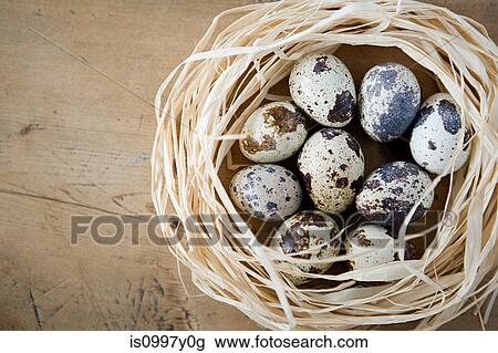 A nest of quails eggs View Large Photo Image Stock Image - A nest of quails eggs. Fotosearch