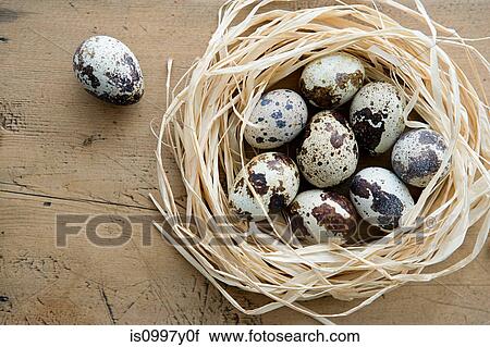 A nest of quails eggs with one alone View Large Photo Image Stock Image - A nest of quails eggs with one alone. Fotosearch
