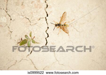 Stock Image - A wasp and a weed on a cracked wall. Fotosearch