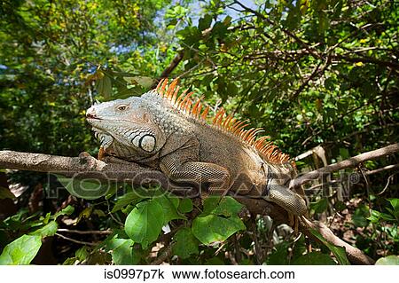 Black iguana in tree View Large Photo Image Stock Image - Black iguana in tree. Fotosearch