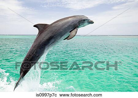 Bottlenose dolphin leaping from sea View Large Photo Image Stock Image - Bottlenose dolphin leaping from sea. Fotosearch