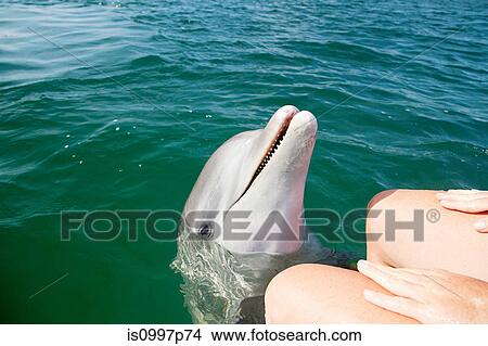 Bottlenose dolphin looking up from sea View Large Photo Image Picture - Bottlenose dolphin looking up from sea. Fotosearch