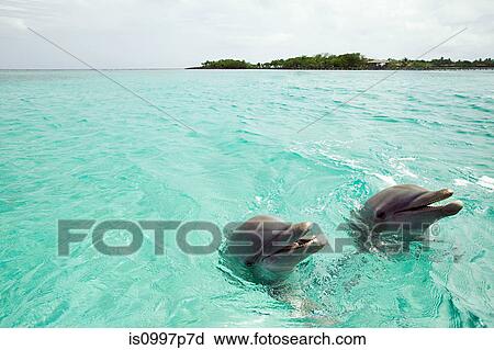 Bottlenose dolphins emerging from sea View Large Photo Image Stock Image - Bottlenose dolphins emerging from sea. Fotosearch