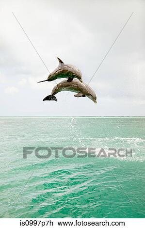 Bottlenose dolphins leaping from sea View Large Photo Image Stock Image - Bottlenose dolphins leaping from sea. Fotosearch