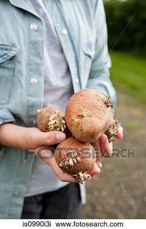 Boy with handful of potatoes View Large Photo Image Stock Image - Boy with handful of potatoes. Fotosearch