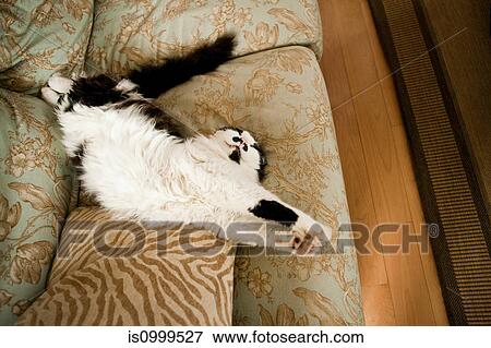 Cat stretching on a sofa View Large Photo Image Stock Photo - Cat stretching on a sofa. Fotosearch