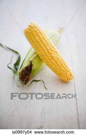Picture - Corn resting on an unopened cob husk. Fotosearch