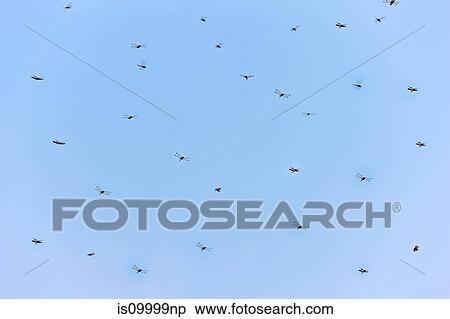 Dragonflies against blue sky, Siem Reap, Cambodia View Large Photo Image Stock Photography - Dragonflies against blue sky, Siem Reap, Cambodia. Fotosearch