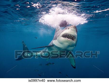 Stock Image - Great White Shark. Fotosearch