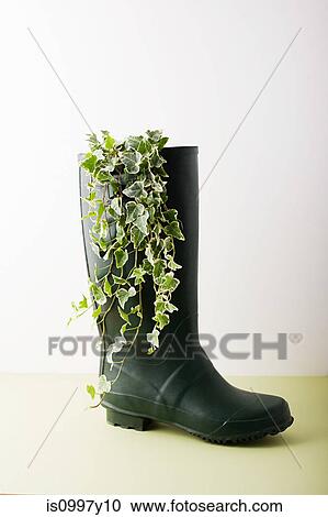 Ivy growing in Wellington boot View Large Photo Image Stock Image - Ivy growing in Wellington boot. Fotosearch