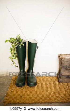 Ivy growing in Wellington boot View Large Photo Image Stock Image - Ivy growing in Wellington boot. Fotosearch