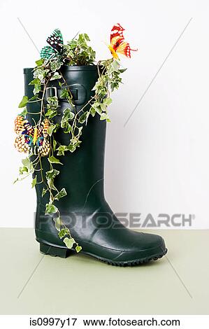 Ivy growing in Wellington boot View Large Photo Image Stock Photo - Ivy growing in Wellington boot. Fotosearch
