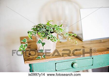 Ivy growing out of plant pot on wooden table View Large Photo Image Picture - Ivy growing out of plant pot on wooden table. Fotosearch