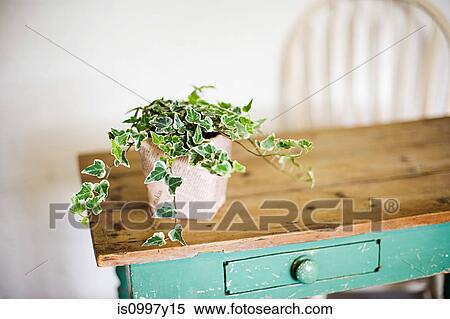 Ivy growing out of plant pot on wooden table View Large Photo Image Stock Photography - Ivy growing out of plant pot on wooden table. Fotosearch