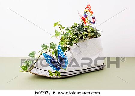Ivy growing out of training shoe View Large Photo Image Stock Photograph - Ivy growing out of training shoe. Fotosearch