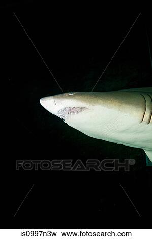 Lemon shark in captivity View Large Photo Image Stock Photo - Lemon shark in captivity. Fotosearch
