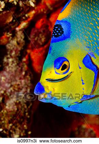 Stock Image - Neon goby cleans Queen angelfish. Fotosearch