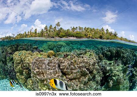 Over/under coral reef View Large Photo Image Stock Photo - Over/under coral reef. Fotosearch