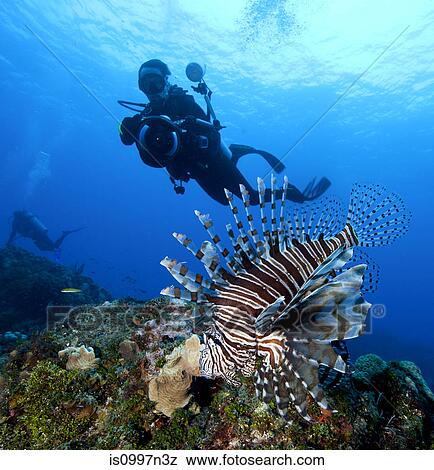 Stock Photo - Photographer and Lionfish. Fotosearch