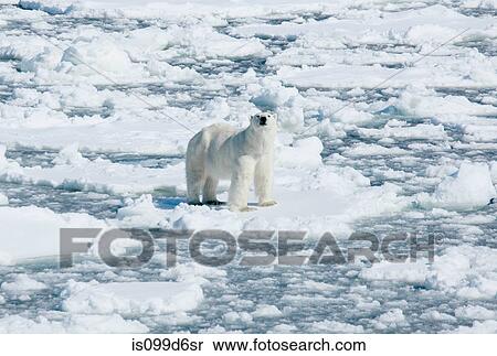 Polar bear standing on ice, Svalbard Archipelago, Norway, Vietnam View Large Photo Image Stock Photography - Polar bear standing on ice, Svalbard Archipelago, Norway, Vietnam. Fotosearch