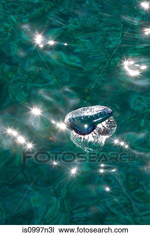 Stock Image - Portuguese Man of war. Fotosearch