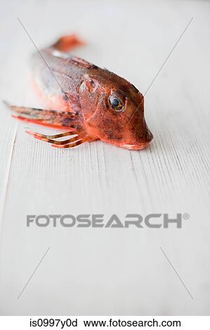 Red gurnard fish View Large Photo Image Stock Image - Red gurnard fish. Fotosearch