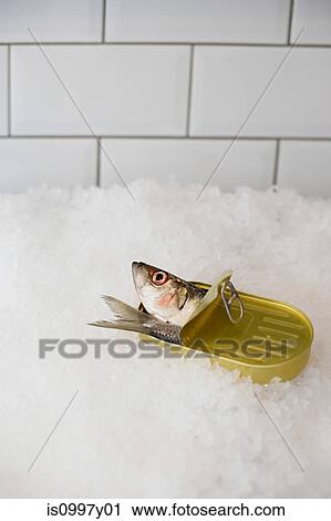 Sardine in a tin can View Large Photo Image Stock Image - Sardine in a tin can. Fotosearch