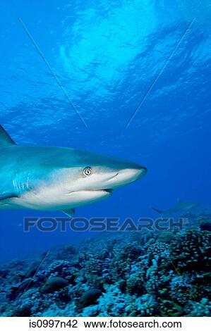 Silvertip shark View Large Photo Image Stock Image - Silvertip shark. Fotosearch