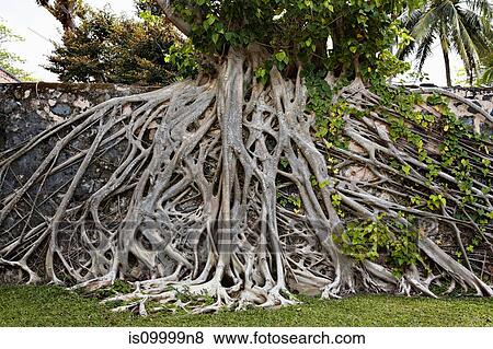 Strangler fig tree in Con Dao Island, Vietnam View Large Photo Image Stock Photo - Strangler fig tree in Con Dao Island, Vietnam. Fotosearch