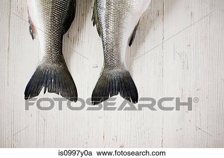 The tails of two fish side by side View Large Photo Image Stock Image - The tails of two fish side by side. Fotosearch