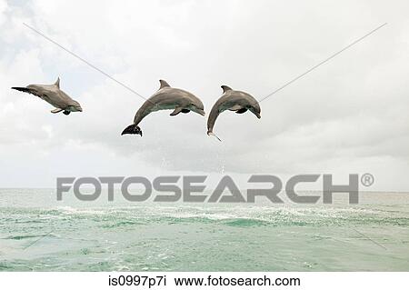 Three bottlenose dolphins leaping out of the sea View Large Photo Image Stock Image - Three bottlenose dolphins leaping out of the sea. Fotosearch