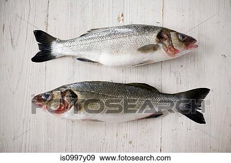 Two fresh salmons View Large Photo Image Stock Photo - Two fresh salmons. Fotosearch