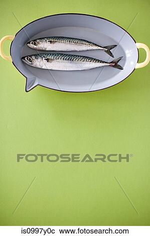 Two mackerels in a dish View Large Photo Image Stock Image - Two mackerels in a dish. Fotosearch