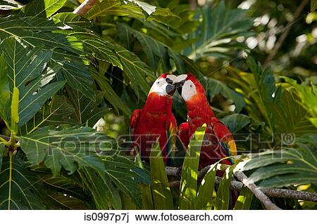 Two scarlet macaws in tree View Large Photo Image Stock Image - Two scarlet macaws in tree. Fotosearch