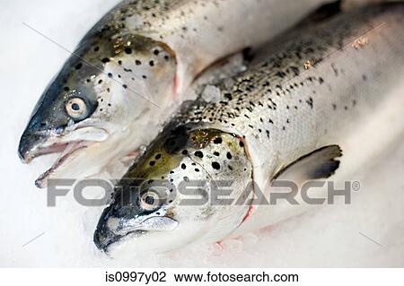 Two trout side by side on ice View Large Photo Image Stock Image - Two trout side by side on ice. Fotosearch