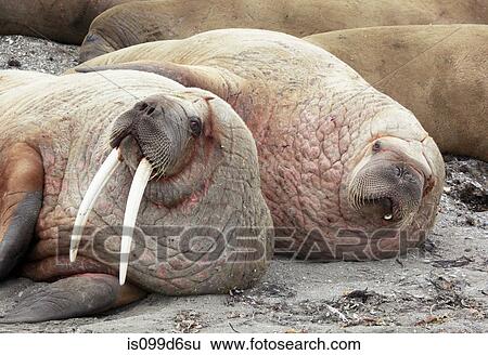 Stock Photograph - Walruses lying together, Svalbard Archipelago, Norway, Vietnam. Fotosearch
