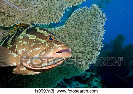 Wary Nassau grouper View Large Photo Image Stock Image - Wary Nassau grouper. Fotosearch