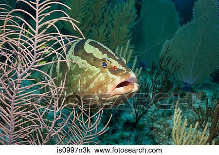 Wary Nassau grouper View Large Photo Image Stock Image - Wary Nassau grouper. Fotosearch