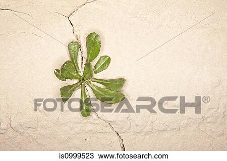 Weed growing in a crack in a wall View Large Photo Image Stock Image - Weed growing in a crack in a wall. Fotosearch