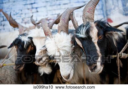 Goat herd on farm in Kathmandu, Nepal View Large Photo Image Stock Image - Goat herd on farm in Kathmandu, Nepal. Fotosearch