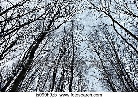 Stock Image - Low angle view of bare trees in winter. Fotosearch