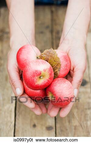 Man holding ripe apples View Large Photo Image Stock Photograph - Man holding ripe apples. Fotosearch